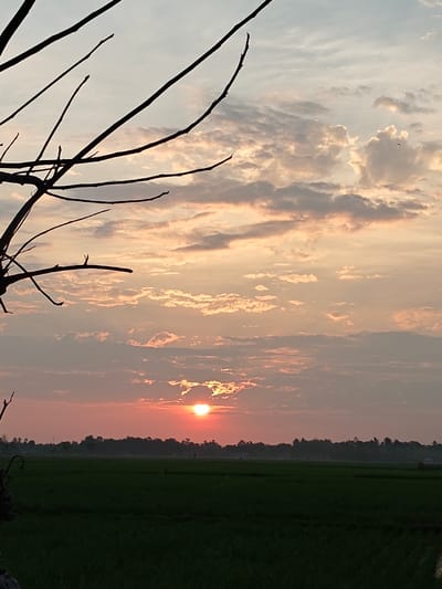 The image displays a rural landscape at either sunrise or sunset in Mee Pangwa, Indonesia. The sky occupies approximately the upper two-thirds of the frame, featuring a mix of altocumulus and stratus clouds tinted with orange, pink, yellow, and grey hues. A prominent, bright, circular orange-red sun is visible just above the horizon, slightly left of center, partially obscured by clouds. In the upper left quadrant, several dark, bare tree branches extend diagonally, silhouetted against the sky. A small, dark bird is discernible in flight in the upper right portion of the sky. The lower third of the image consists of a flat expanse of dark green agricultural fields, consistent with rice paddies, stretching horizontally. Along the distant horizon, between the fields and the sky, a dark, indistinct tree line and a few faint, dark structures are visible. No people, specific actions, or interactions are present.