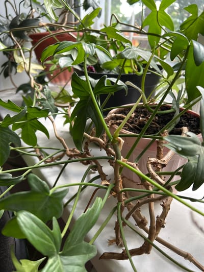 A close-up shot focuses on the stems and leaves of a houseplant, likely a Philodendron species, positioned indoors near a window. The plant has thick, woody stems that crisscross and support numerous green leaves. Some stems show aerial roots. The plant is potted in a light pink plastic container filled with dark soil. In the background, other houseplants in terra cotta and black pots are visible, along with a window showing a blurred outdoor scene. The location is identified as Zelenograd, Russia.