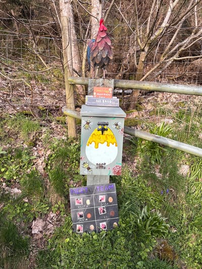 An outdoor scene in Stiperstones, United Kingdom, depicts a roadside or path-side setup for selling eggs. A multi-colored metallic rooster figure, predominantly red, brown, and blue, is perched atop a rough-hewn wooden fence post. Below the rooster, a light grey wooden egg vending box is affixed to the post. The box features painted decorations including a large white egg with yellow 'yolk' dripping, surrounded by painted bees and red floral motifs. On the hinged lid of the box, two signs are visible: a small orange sign reads "Quail Eggs FRESH EVERY DAY" with a flower graphic, and a smaller wooden sign directly above the lid states "NO EGGS."
Below the egg box, a black rectangular sign titled "MEET the TEAM!" in purple lettering is displayed. This sign is sectioned into a grid, featuring names such as "OLIVE," "JODIE," "LISA," and "B.B." alongside small images (possibly photos of chickens or eggs) and several brown, oval-shaped objects, possibly eggs or polished stones.
Behind the primary wooden fence, a wire mesh fence is visible, separating the foreground from a dense thicket of bare deciduous tree branches and small trees, indicating a cooler season or dormancy. The ground is covered with green grass, various weeds, and scattered brown leaves and organic debris. The scene is illuminated by natural daylight. No human figures are present.