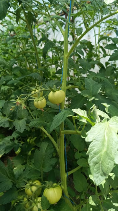 In the village of Stefan Karadzhovo, Bulgaria, a tomato plant is captured in a close-up shot. The plant is lush and green, with its main stem prominently featured, bound by a thin blue string. Several clusters of unripe, pale green tomatoes are visible, some attached to delicate vines with remnants of dried flowers. The surrounding foliage is dense, creating a shaded and naturalistic environment. The background is softly blurred, suggesting a greenhouse or a protected garden setting with hints of white structures. No people or animals are present in the frame. The focus is on the natural growth and development of the tomato plant.