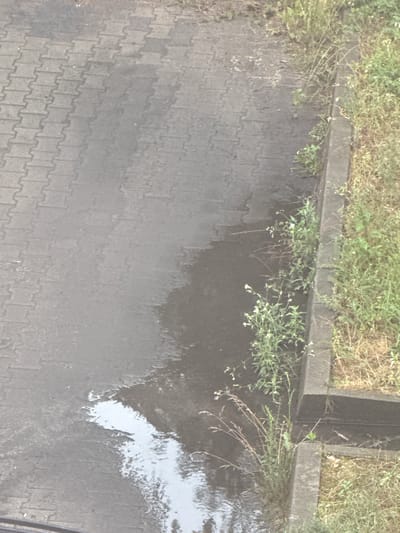 This is a high-angle, slightly distorted, eye-level medium shot of a wet, paved area adjacent to a grassy verge. The paving stones are a uniform grey, laid in a interlocking pattern. A significant portion of the paving is covered by water, reflecting the sky and creating dark, shimmering patches that obscure the texture of the stones beneath. Green vegetation, including grass and various small plants with white flowers, grows along the edge of the paving, spilling over the concrete curb in some areas. The overall impression is of an outdoor scene after a rainfall. The lighting suggests it is daytime, but the overcast conditions are implied by the diffused light and lack of harsh shadows. There is no visible text in the image. The location is identified as Zielona Góra, Poland, which provides context for the type of vegetation and urban landscaping that might be expected in that region.