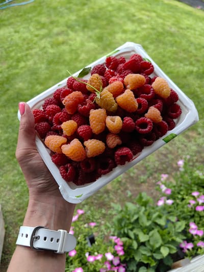 A person's hand, adorned with a white watch and pink nail polish, holds a white plastic container overflowing with fresh red and yellow raspberries. The container is positioned outdoors against a blurred background of green grass and pink flowers, suggesting a natural or garden setting. The scene appears to be in the city of Dzyarzhynsky Sel'sky Sovet, Belarus, based on the provided information.