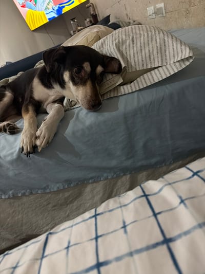 A medium-sized dog with brown and white fur lies on a bed. The dog is on its side, with its head resting on a pillow. The bed appears to be made with blue and white striped sheets. In the background, a television screen displays a colorful image. The environment suggests an indoor setting, possibly a bedroom or living room. There is no visible indication of the location being in Cancún, Mexico.