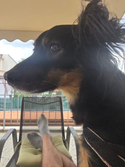 This media file presents a rotated, close-up view of a long-haired dog on what appears to be a balcony in Agii Anargiri, Greece, under bright daylight. The dog, with its dark, flowing fur and tan markings around its muzzle and chest, is positioned prominently on the left side of the frame. Its right eye is clearly visible, looking towards the viewer with an alert expression. On the right side of the image, a person's bare leg, wearing a grey sock, rests on a light green cushion placed on a dark-framed chair. This suggests a relaxed posture in an outdoor setting. Behind the person and chair, a metal balcony railing is visible, offering a glimpse of residential buildings with orange and white facades, and some distant greenery under a bright sky. A beige awning provides shade, partially seen in the upper left corner. The natural light emphasizes the texture of the dog's fur and the details of the outdoor environment. There is no visible text in the image. The scene captures a peaceful moment between a pet and its owner in a sunny, elevated outdoor space.
