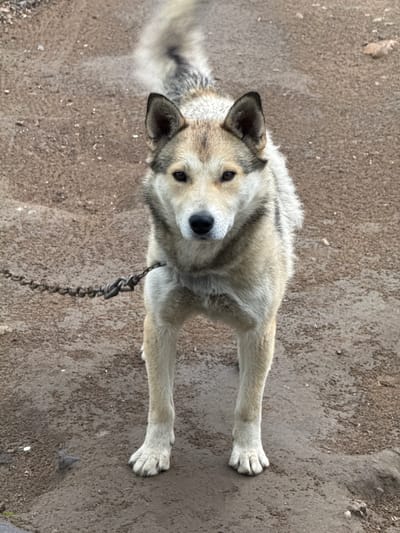 A medium shot captures a tan and grey dog standing on a dirt surface in Ptichnik, Russia. The dog is wearing a metal chain collar, which is attached to a chain leading out of frame to the left. The dog's fur is thick and appears to be a mix of light brown, tan, and grey. Its tail is bushy and curves upwards. The dog has erect ears, dark eyes, and a black nose. The ground is composed of loose dirt and small stones. The background is out of focus and appears to be more of the same dirt terrain. The lighting suggests it is daytime, with natural light illuminating the scene. No people are visible in the image.
