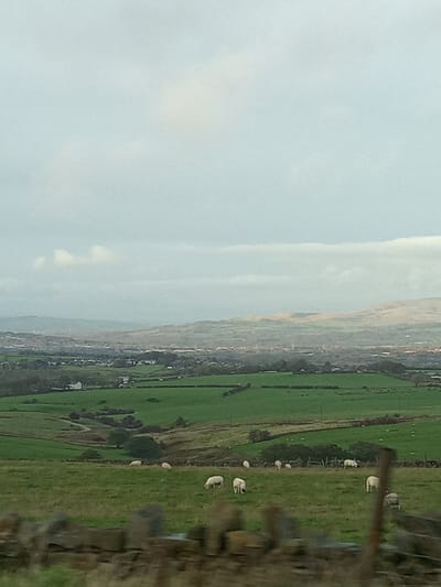The image displays an elevated, panoramic landscape view within the Hyndburn borough, United Kingdom, under an overcast sky. A blurred dry stone wall occupies the immediate foreground. Beyond this, a vast green pasture extends across the midground, populated by approximately 12-15 white sheep. The sheep are scattered throughout the field, primarily grazing; some are facing left, others right, and some are partially obscured by terrain undulations. Field boundaries are delineated by darker green lines, likely hedges or fences. A winding dirt track is visible on the left side of the midground, descending into the pastureland. Sparse trees and bushes, exhibiting minimal foliage, are interspersed within the midground.
In the far distance, a valley contains an urban settlement, consistent with a town within Hyndburn, characterized by numerous buildings, roads, and a prominent mast or tower. Beyond the settlement, undulating hills and moorland rise, extending to the horizon with muted tones of brown and dull green. The sky is uniformly light grey and densely overcast, providing diffused illumination across the entire scene. No human subjects or direct interactions are depicted.
