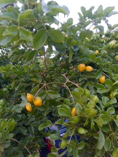 In El Maco, Venezuela, a close-up shot captures a branch of a tree laden with clusters of small, round, yellow fruits. The fruits are scattered amongst dense, vibrant green leaves, some appearing more ripe and yellow, while others are a lighter green, suggesting different stages of development. The background is out of focus, showing more of the tree's foliage and a hint of a bright, overcast sky. No people or animals are visible.