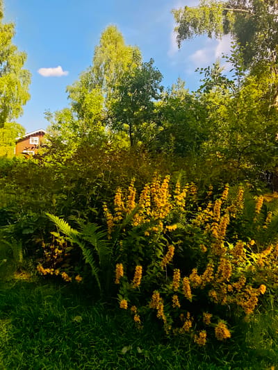 This media file captures a vibrant, sun-drenched scene of a lush garden in Свистуха (кузяевский С/о), Russia. The foreground is dominated by a patch of well-maintained, green grass, bathed in the warm glow of what appears to be late afternoon or early evening sun, as indicated by the long shadows and the golden hue cast upon the foliage.
Behind the grass, a dense collection of plants thrives. Prominent among them are tall stalks of bright yellow flowers, their blooms forming clusters that stand out against the darker green leaves. Interspersed with the flowers are large, feathery fronds of ferns, adding texture and depth to the greenery. The foliage is dense and appears healthy, suggesting a season of good growth.
In the background, a quaint wooden house with a red exterior and white window frames peeks through the trees. The house appears to be situated on a slight incline, partially obscured by the surrounding vegetation. Above the trees, a clear blue sky is visible, with a single, fluffy white cloud drifting lazily. Tall deciduous trees, likely birch or similar species with their distinctive light bark and light green leaves, frame the upper part of the image. The overall impression is one of a tranquil, idyllic rural setting, bathed in pleasant natural light. There is no visible text in the image.
