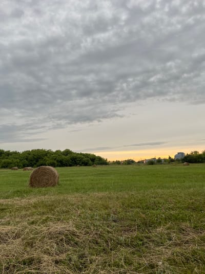 In Istobnoye, Russia, a field at dusk is dotted with several hay bales. The sky above is overcast with a hint of yellow peeking through on the horizon. A line of trees forms a dense backdrop behind the field, with some buildings visible in the distance. The foreground of the field features a mix of green grass and dry, cut hay.