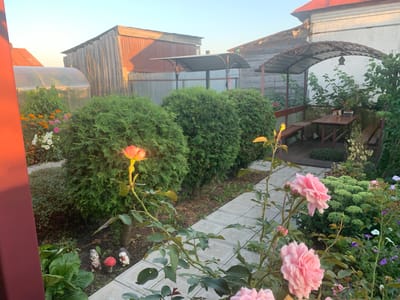 The image depicts a backyard scene in Yamanovo, Russia, bathed in the warm light of late afternoon or early morning. In the foreground, a vibrant pink rose bush with multiple blooms and buds dominates the right side, its thorny stems arching over a light-colored tiled pathway. To the left, another rose with an orange-pink hue is in bloom, its stem rising from a bed of greenery.
The pathway leads past several large, rounded green bushes, possibly thuja or juniper, which create a natural hedge. Scattered among the greenery near the pathway are garden ornaments: two hedgehog figurines, one holding a heart, and a mushroom-shaped ornament. Behind these, large green hosta leaves are visible.
Further into the background, a rustic wooden shed with a corrugated metal roof stands to the left, partially obscured by a greenhouse structure. To the right, a metal-framed gazebo with a curved roof covers a wooden picnic table and benches. This area is surrounded by lush green plants, including what appear to be rose bushes with green leaves and some budding flowers. Beyond the gazebo, the wall of a white-painted building with weathered wooden elements is visible. The sky above is a clear, pale blue. The overall impression is a well-tended, private garden space.