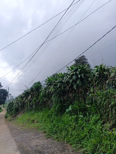 The image depicts a rural or semi-rural roadside scene in São Félix do Xingu, Brazil, under an overcast sky. Numerous dark-colored utility lines, likely electrical or communication cables, crisscross the upper portion of the frame against the grey sky. Along the right side of a dirt and gravel path that leads into the background, a dense, continuous wall of broad-leafed green plants extends horizontally across the middle ground. Below this vegetation, a strip of unkempt green grass and weeds borders the path. Further into the background, on the left, a section of the path appears to transition into a narrower, lighter-colored paved surface, with the dark foliage of a large tree visible beyond it. Another tree canopy is visible against the sky in the upper right quadrant. No individuals, animals, or distinct human structures other than the path and utility lines are present.