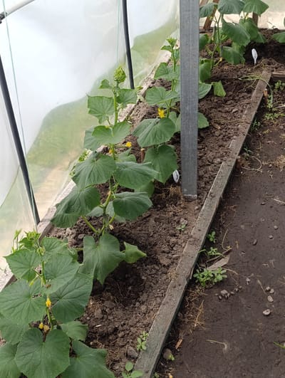 The image shows a greenhouse with cucumber plants growing in a raised bed. The greenhouse appears to be made of plastic sheeting supported by metal poles. The cucumber plants are young, with green leaves and some small yellow flowers. Some of the plants have small cucumbers growing on them. The soil in the bed is dark and appears to be rich. The ground outside the bed is also dark and muddy. There is a wooden border around the raised bed. The image was taken in Samar, Ukraine.