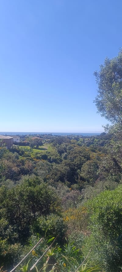 A panoramic daytime view from an elevated position in Forest Hills, Spain, captures a landscape extending towards the sea under a clear blue sky. The top third of the image consists of an unclouded blue sky, meeting a calm, light blue body of water at the distant horizon. Below the horizon, a narrow strip of coastal development with scattered buildings and dark green trees is visible. The midground is dominated by a vast expanse of lush green foliage from numerous trees and shrubs, interspersed with patches of yellow flowering plants and some visible green fields. On the left side of the midground, a light-colored multi-story building with a brown roof is identifiable. The immediate foreground features dense, varied greenery, including broad-leafed plants, spiky succulents, and visible long, slender plant stems. A large tree with small, dense leaves partially frames the scene on the right. No human figures or overt activities are visible.