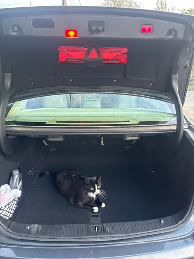 The image shows the open trunk of a dark-colored car. Inside the trunk, a black and white cat is lying on its back. A warning triangle and a red light are visible on the left side of the trunk wall. A bottle and a cloth netting are located in the bottom right corner of the trunk. The location is unknown, and the image provides no information suggesting Goritsa, Bulgaria.