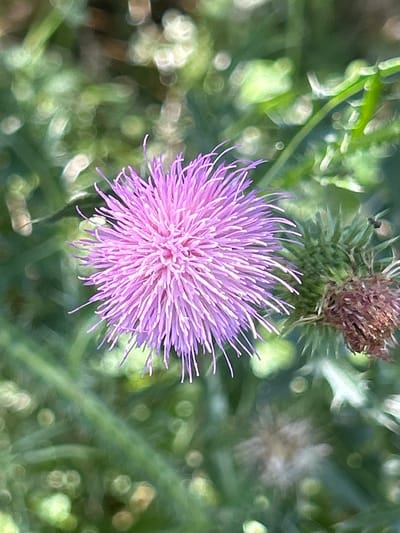 This is a close-up, eye-level, outdoor photograph of a thistle flower with delicate purple petals. The flower is in focus and occupies the majority of the frame, with its spiky seed head visible to the right. The background consists of blurred green foliage with out-of-focus bokeh lights. The photograph was taken in Zaboizkiy, Russia, suggesting a natural or park-like setting. There are no people or animals visible in the image, and no specific actions or interactions are depicted. The overall impression is one of natural beauty and detail.