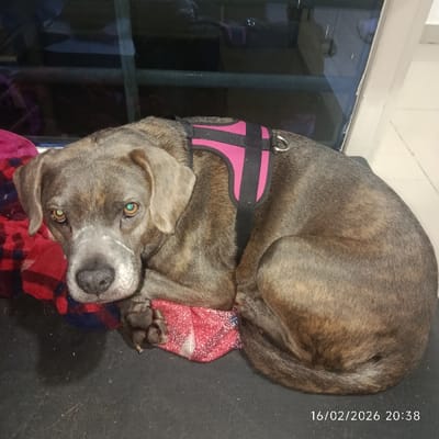A brindle dog with a pink harness curls on a patterned blanket. The dog's head, marked with a white blaze, faces the camera with light eyes. A dark floor surrounds the blanket, and a window is visible behind the dog. The date "16/02/2026 20:38" is stamped in the lower right corner of the image.