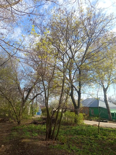The image shows a view along a path or small road in the city of совхоза "Воронежский", Russia. The path is bordered by vegetation, including trees with new spring leaves, and overgrown green areas. In the background, there are buildings, some painted in shades of green, blue, and orange. The sky is visible through the trees, with blue patches and some scattered clouds.