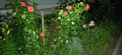 In the city of Kirsanov, Russia, at night, a close-up shot captures a garden densely populated with various plants. Prominently featured is a rose bush bearing multiple red and pink blooms, some fully open and others in bud. The rose bush has abundant green foliage and is supported by a wooden stake. Adjacent to the roses, lily buds with a yellowish hue are visible, also surrounded by lush green leaves. The garden floor is covered with thick grass and smaller plants, with some darker, reddish-hued leaves also present. In the background, a grey wall or structure is partially visible, suggesting the garden is near a building. The overall scene is dark, illuminated by artificial light that highlights the flowers and foliage.