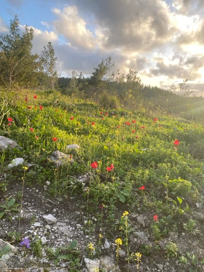 The image depicts a sunlit natural hillside in the Megido Regional Council, Israel, characterized by a sloping terrain covered in green vegetation and wildflowers. The foreground and mid-ground are dominated by a dense growth of various green plants and grasses, interspersed with numerous bright red *Anemone coronaria* flowers. Scattered throughout the lower left, several light-colored rocks and patches of bare, rocky earth are visible. Smaller yellow wildflowers are present among the green foliage, particularly in the lower right and left, and one purple flower is seen in the bottom left corner. In the background and upper mid-ground, a dense line of trees, including slender conifers, forms a forest edge. The upper portion of the image features a sky with scattered, textured clouds, through which sunlight breaks on the right, creating a warm golden glow and lens flare. No people, subjects, actions, or interactions are visible.
