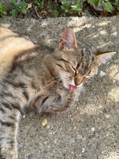 A tabby cat is lying on its back on a concrete surface, grooming its paw. The cat's eyes are closed, and its pink tongue is extended, licking its paw. Sunlight casts dappled shadows on the concrete, suggesting it is daytime and likely sunny. Green plants and some twigs are visible to the left of the cat, indicating an outdoor setting, possibly a garden or yard. The concrete is rough and contains small pebbles. The cat appears relaxed and content. No text is visible in the image. The location context is Slavyani, Bulgaria.