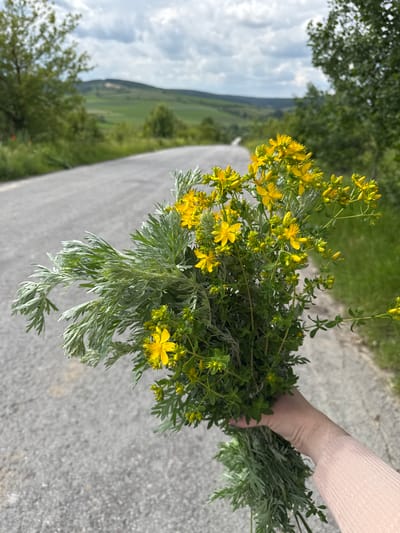 In the city of Kuriany, Ukraine, a person's hand, wearing a light pink long-sleeved shirt, holds a bouquet of wild flowers. The flowers are a mix of vibrant yellow blooms and feathery, silvery-green leaves. The bouquet is positioned in the foreground, obscuring a portion of an asphalt road that curves into the distance. The road is flanked by green grass and trees. In the background, rolling hills covered in green fields stretch towards a cloudy sky. The scene appears to be a rural or suburban setting on a day with overcast weather.