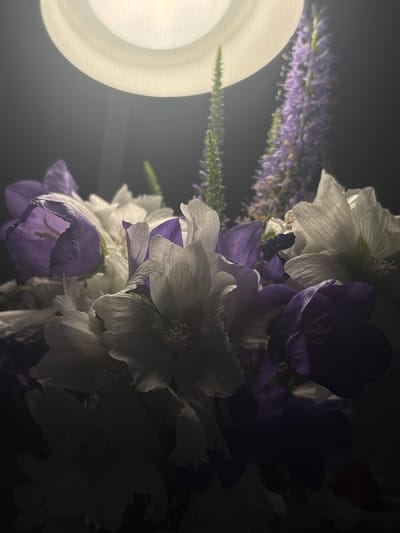 A close-up, dimly lit photograph captures a bouquet of white and purple flowers arranged against a dark background. Above the flowers, a bright, diffused light source, possibly a lamp, casts a warm glow, creating highlights on the petals. Two spiky, purple flower stalks, likely Veronica, stand taller than the surrounding bell-shaped flowers, which are a mix of vibrant purple and delicate white. The texture of the petals is visible, with some appearing delicate and translucent, while others have a more robust, velvety appearance. The lighting creates a dramatic contrast between the illuminated flowers and the deep shadows, giving the arrangement a sense of depth and mystery. There are no people or visible signs of activity, and the environment appears to be indoors, as suggested by the artificial light source. The image does not contain any identifiable features related to the city of Misaylovo, Russia.