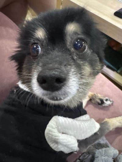 The close-up, eye-level, portrait-style photograph shows the face of a small dog. The dog has black and tan fur with wide, dark eyes that reflect bright lights. The dog is wearing a black shirt and has a white bandage wrapped around its front left leg. The dog is positioned in front of a pink surface, possibly a cushion or chair. In the background, a wooden surface is visible, suggesting an indoor setting. The image was taken in Gölbaşı, Turkey.