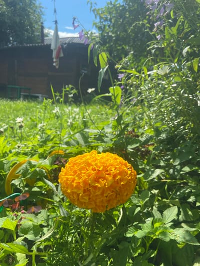 A bright orange, spherical marigold flower dominates the foreground of this outdoor scene, with a small insect perched on its petals. The flower is surrounded by lush green foliage and other plants, including some with small purple bell-shaped flowers and white daisy-like flowers, indicating a garden setting. In the background, a rustic wooden building with a corrugated roof is visible, suggesting a rural or semi-rural location. A white sheet is hanging from a line in front of the building, with red accents visible. The overall environment is bright and sunny, with a clear blue sky and some green trees visible beyond the building. The scene is likely located in Novorznev, Russia, given the context.