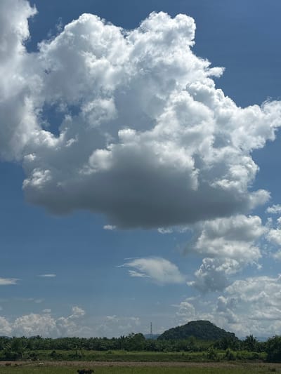 The image depicts a landscape with a dominant sky filled with large, puffy cumulus clouds. The sky is a vibrant blue. In the middle ground, there is a dense line of trees, possibly palm trees, stretching across the horizon. Behind the trees, a solitary, rounded hill covered in lush green vegetation rises. A tall, slender electrical pylon stands to the left of the hill. In the foreground, there is a field of green grass. Two cows are visible in the grassy field, one brown and one darker. The scene appears to be an outdoor rural environment. While the specific location of Tambon Phraek Ha, Thailand is mentioned, there are no identifiable landmarks within the image that definitively confirm this location.