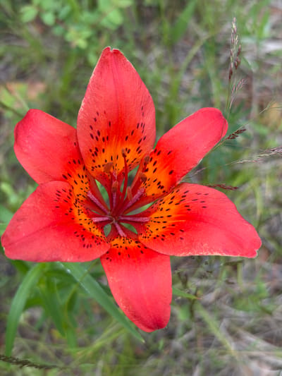 A close-up, top-down shot captures a vibrant red lily with black spots, its petals unfurling outward against a blurred background of green grass and foliage. The lily is the central focus, with its intricate details, including the stamen and pistil at its center, clearly visible. The overall impression is one of natural beauty and delicate detail. The image does not depict any people or structures, and its location in the city of Глухари, Russia, cannot be determined from the visual information provided.