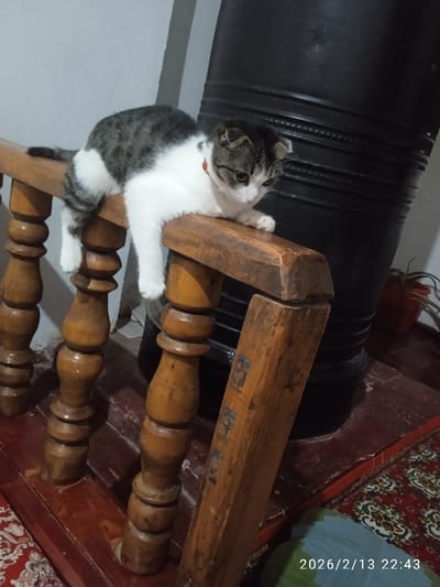 The image captures a domestic scene indoors, featuring a cat perched on a wooden railing. The cat is the central focus, positioned in the upper left quadrant of the frame. It has short fur, predominantly white on its belly, legs, and parts of its face, with tabby markings of grey and black on its back, head, and tail. Its ears appear to be folded, characteristic of a Scottish Fold breed. A narrow red collar is visible around its neck. The cat is lying partially on its side, draped over the top of a sturdy wooden banister or railing, with its front paws and one hind leg hanging down. Its gaze is directed downwards and slightly to the right, suggesting it might be observing something below or simply resting.
The railing itself is made of dark, varnished wood, featuring multiple turned spindles that support the top rail. The wood shows some signs of wear and age. Behind the cat and the railing, to the right, a large, dark-colored object resembling a wood-burning stove or heater is visible. It has a cylindrical or barrel-like shape with horizontal ridges. Further right and slightly behind the stove, a small plant in a reddish-brown pot can be seen on the floor.
The floor beneath the railing and stove is covered with a patterned rug, primarily red with intricate designs in white, green, and other colors. Part of a light blue-green fabric object is also visible on the bottom right corner, partially covering the rug. The wall in the background is a light, neutral color, possibly white or light grey.
The lighting in the image suggests an indoor setting with artificial light, casting some shadows and highlighting the textures of the cat's fur and the wood. A timestamp is visible in the bottom right corner of the original image, reading "2026/2/13 22:43," indicating the photograph was taken at night. The overall atmosphere is quiet and domestic.