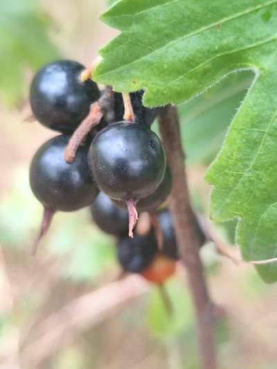 The image is a close-up, shallow depth-of-field photograph of a cluster of dark, ripe blackcurrants hanging from a branch. A vibrant green leaf, with fuzzy edges, is visible in the upper right portion of the frame, partially obscuring some of the berries. The berries are round and glossy, with some showing small, delicate stems and calyx remnants. The background is blurred, suggesting an outdoor, natural setting, possibly a garden or natural vegetation. There are no people or any indication of a specific urban location like Beglatoy, Russia, present in the image. The focus is entirely on the fruit and its immediate plant structure.
