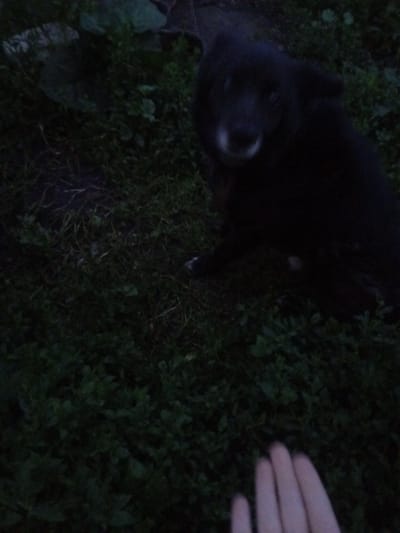 The image shows a dark-colored dog lying on grass in what appears to be a backyard or park. The dog's face is partially visible, with its mouth open. In the lower right corner of the image, a human hand is blurred and out of focus. The overall lighting suggests it is either early morning, late evening, or the image was taken in a dimly lit area. There are no visible landmarks or identifying features that would indicate the specific location within Usman, Russia. The scene is naturalistic and lacks any signs of human construction or urban elements.