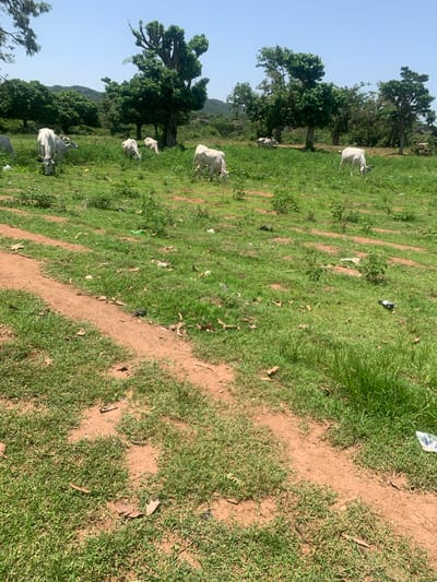 In Buga da Gindi, Nigeria, a herd of white cattle grazes on a grassy field under a clear sky. A dirt path runs through the foreground, with scattered debris like leaves and plastic waste visible in the grass. The background is dotted with trees and a distant hillside, indicating a rural or semi-rural setting.