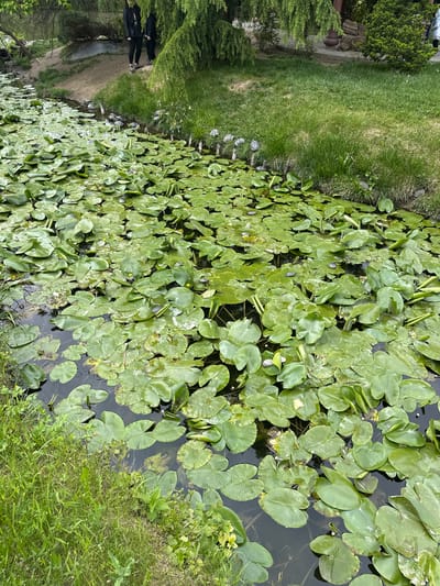 The image shows a pond densely covered with lily pads. The pond is located in Nicolae Romanescu Park in Craiova, Romania. Along the left edge of the pond, there is a grassy bank where several turtles are sunning themselves. A path runs parallel to the bank with two people walking on it. The water is visible in some spots between the lily pads.