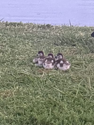 Three fluffy ducklings with brown and white downy feathers huddle together on a patch of green grass. Their heads are dark brown with white markings around their eyes and beaks. The background shows a body of water, likely a lake or pond, with a pale blue-grey sky above. The scene appears to be in a natural outdoor setting.