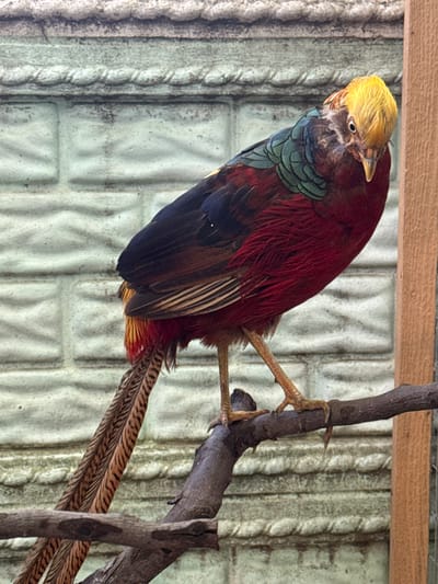 A pheasant with a bright yellow crest, a dark red body, and black, brown, and teal feathers perches on a branch. Its long, patterned tail feathers hang down. The bird is looking to the left, with its head tilted. In the background, a light green corrugated wall is visible, and a wooden beam runs along the top of the frame. The scene appears to be indoors, possibly in a bird enclosure or aviary. The lighting suggests it is daytime. No text is visible.