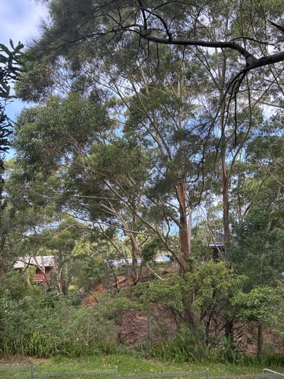 A lush, verdant scene showcases tall eucalyptus trees reaching for a partly cloudy sky. Their slender, pale trunks are surrounded by dense foliage, blending with various shrubs and plants. A glimpse of houses nestled among the trees hints at a residential area, while a fence runs along the right side of the frame.