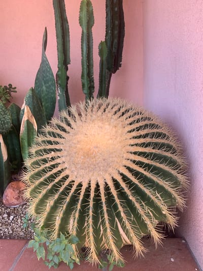 A close-up, eye-level, medium shot captures a large, spherical barrel cactus, its golden spines radiating outwards. The cactus is situated in a corner with a pink stucco wall forming the backdrop. Behind the barrel cactus, several tall, segmented columnar cacti stand upright. To the left of the barrel cactus, leaves of a snake plant are visible. The ground beneath the plants consists of small pebbles and reddish-brown tiles. A few small green plants sprout from the base of the barrel cactus. The scene is located on a sunlit patio in Orbetello, Italy.