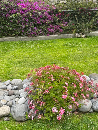 The image shows a garden scene with vibrant pink bougainvillea flowers cascading over a concrete wall in the background, interspersed with green foliage. In the foreground, a bush with smaller pink and white flowers is situated among a cluster of large, smooth grey stones that form a decorative border. A neatly mown green lawn with scattered white clover flowers covers the ground. The scene appears to be a well-maintained garden, likely in a residential area or a park. The specific location in Câmara de Lobos, Portugal, suggests a pleasant, possibly coastal, climate conducive to such lush vegetation. There are no people or animals visible in the image, and the focus is solely on the botanical elements and landscaping.