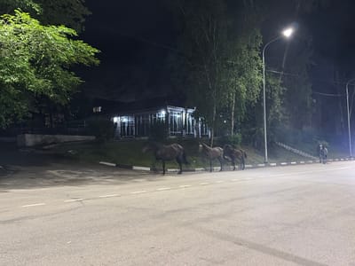 A nighttime street scene in Skovorodino, Russia, shows a group of four horses standing near the side of a paved road. Three horses are clustered together on the road shoulder, with their bodies oriented facing right. The leftmost horse is dark brown and appears to be in motion. To its right, another dark brown horse stands still, and further right, a third brown horse is also in motion. A fourth horse, lighter in color, stands on the opposite side of the road, facing left. The road is marked with white lines. In the background, a low building with numerous windows is visible, illuminated from within. Trees line the area behind the building and along the right side of the road, some illuminated by a streetlamp. The ground slopes upwards behind the building, with visible concrete structures and a set of stairs. The overall lighting suggests it is nighttime, with artificial light sources contributing to the visibility.