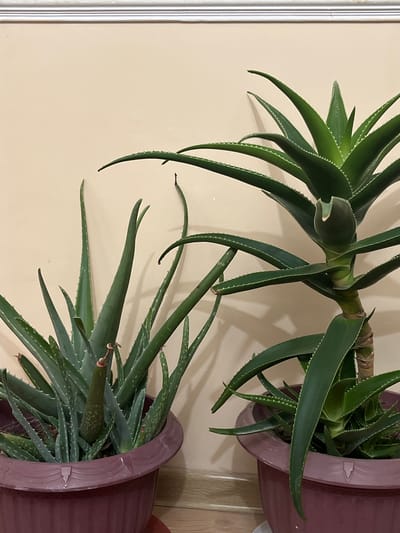 Two potted aloe vera plants are displayed against a light beige wall with white molding at the top. The plant on the left is shorter and bushier, with its long, spiky leaves fanning out from the pot. The plant on the right is taller and more mature, with a thicker, woody stem and larger, more upright leaves. Both plants are in dark maroon plastic pots. The floor beneath the pots appears to be wood. The image is likely taken indoors, possibly in a home or office. There is no indication of Mary City, Turkmenistan in the image itself, and no specific details suggest it.