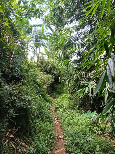 A narrow, dirt path winds through a lush, overgrown forest. Green foliage, including ferns and bamboo, dominates the scene, encroaching on the trail. Patches of sunlight filter through the dense canopy overhead, illuminating sections of the path. A few small purple flowers dot the undergrowth near the lower portion of the frame. The path appears to ascend slightly, disappearing into the thick vegetation further ahead.