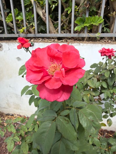 A close-up, eye-level shot showcases a vibrant red rose in full bloom, its petals unfurling in intricate layers. The rose's stamen, a cluster of yellow-orange threads, is visible at its center. The rose is situated in a garden setting in Gedera, Israel, with a white, textured wall behind it. A gray metal fence with vertical bars runs across the upper portion of the frame, and behind the fence, lush green foliage and tree trunks are partially visible. In the background, to the right of the main rose, another smaller red rose blooms on a separate stem. The ground beneath the plants is covered with small, reddish-brown pebbles. The lighting suggests it is daytime, with soft light illuminating the scene.