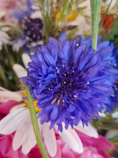 A close-up, vertically oriented, eye-level shot captures a bouquet of flowers. The primary focus is a vibrant, deep blue cornflower in the foreground, its intricate petals radiating outward. To the left and slightly behind, a white daisy with delicate petals is visible. The background is a soft blur of various colors, including shades of pink, purple, yellow, and green, suggesting other flowers and foliage. The lighting appears natural and soft. There are no people or visible signs of urban life. The image provides no specific information about its location within Lēdmane, Latvia.