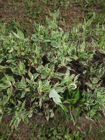 The image shows a dense, leafy shrub with variegated leaves, displaying green centers and white edges. The shrub is growing in a patch of dark soil mixed with dry grass and some scattered green vegetation. The lighting suggests it is daytime. The image provides a close-up, top-down view of the plant and its immediate surroundings. No people or specific structures are visible, making it impossible to determine its location within Kalachevo, Russia, beyond it being an outdoor, vegetated area.
