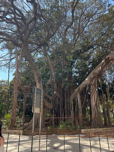 This image shows a large, old banyan tree with its aerial roots creating a dense canopy. The tree's trunk is thick and gnarled, with branches extending outwards and downwards. The scene is likely a park or botanical garden in Palermo, Italy, suggested by the stone pathway and metal fencing which indicates a public space. The time of day appears to be daytime, with bright sunlight casting shadows on the pathway. The weather seems pleasant, with clear blue sky visible through the tree's leaves. The tree itself is the main subject, with its intricate root system and sprawling branches dominating the frame. There's a sign attached to a part of the tree, though the text is not legible. The image captures the majestic and ancient nature of the banyan tree, hinting at a tranquil and possibly historical setting.
