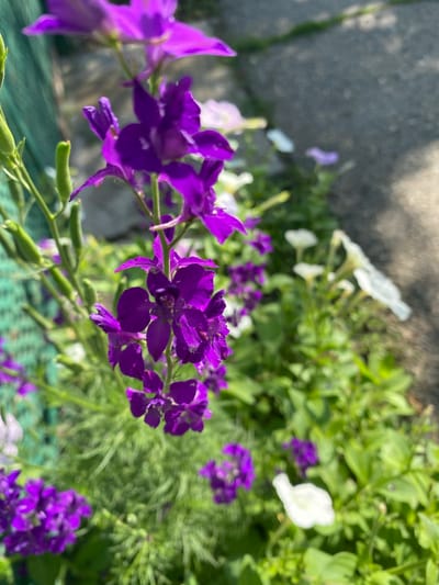 The image shows a close-up of purple flowers, likely delphiniums, growing in a garden. The flowers are in bloom, with some buds also visible on the stems. The background consists of green foliage and a blurry paved surface, possibly a walkway or driveway. In the background, there are also some white flowers, likely petunias. The scene is lit by natural sunlight, creating shadows and highlights on the petals and leaves. There are no people or animals visible in the image. The overall impression is one of a vibrant and colorful garden. The location is stated to be in the city of Kushchovskaya, Russia.