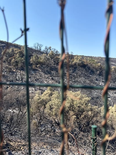 The image depicts a landscape in Mas Ambròs, Spain, showing a hillside covered in burnt trees and vegetation. The ground is black with ash, and many trees are skeletal, with bare branches. Some scattered green foliage is visible, suggesting regrowth or surviving vegetation. The scene is viewed through a green metal fence with some brown, vine-like elements in the foreground. The sky above is clear and blue. The overall impression is one of destruction and the aftermath of a fire.