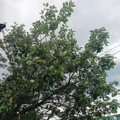 The image depicts an apple tree laden with small, unripe green apples, set against a cloudy, overcast sky. The tree's branches are dense with lush green leaves, creating a full canopy. Some yellowing leaves are visible, suggesting the approach of autumn. Two power lines are strung across the upper right portion of the frame. In the bottom right corner, a portion of a green-roofed building is visible, hinting at a rural or suburban setting. The overall mood is natural and serene, with the cloudy weather suggesting a possibility of rain. There is no text visible in the image. The scene is likely taking place in Podlubovo, Russia, as indicated by the location context.